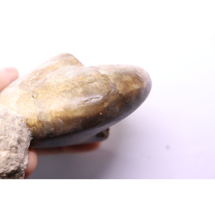 Aturia lotzi - Eocène - Sahara Occidental