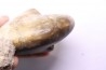 Aturia lotzi - Eocène - Western Sahara