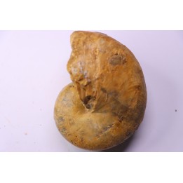 ANGLONAUTILUS sp.  Cenomanian  Atsimo- Andrefana, Madagascar
