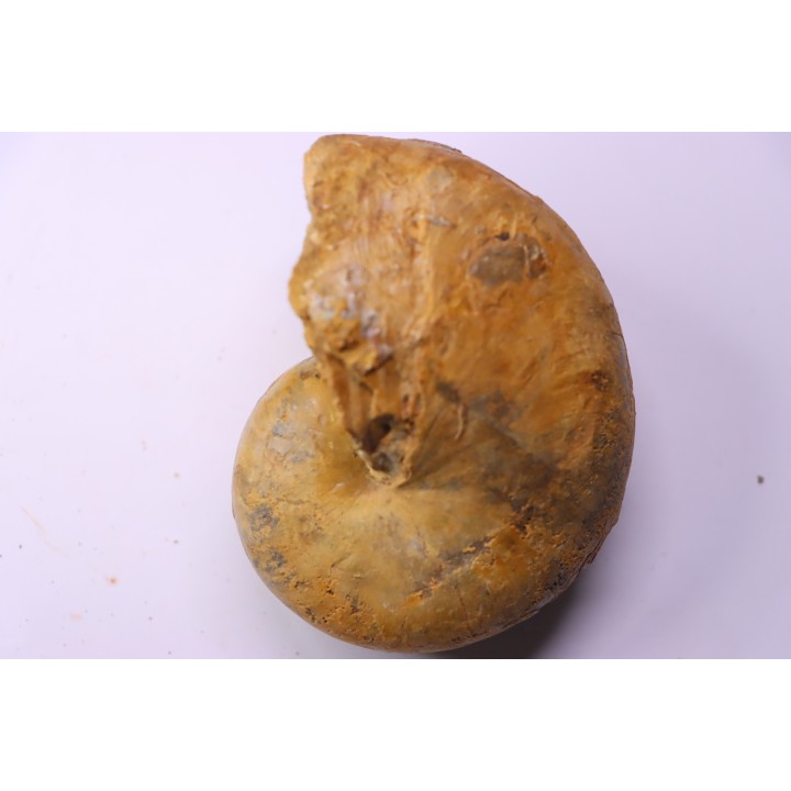ANGLONAUTILUS sp.  Cenomanien  Atsimo- Andrefana, Madagascar
