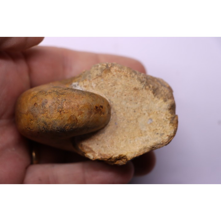 ANGLONAUTILUS sp.  Cenomanian  Atsimo- Andrefana, Madagascar