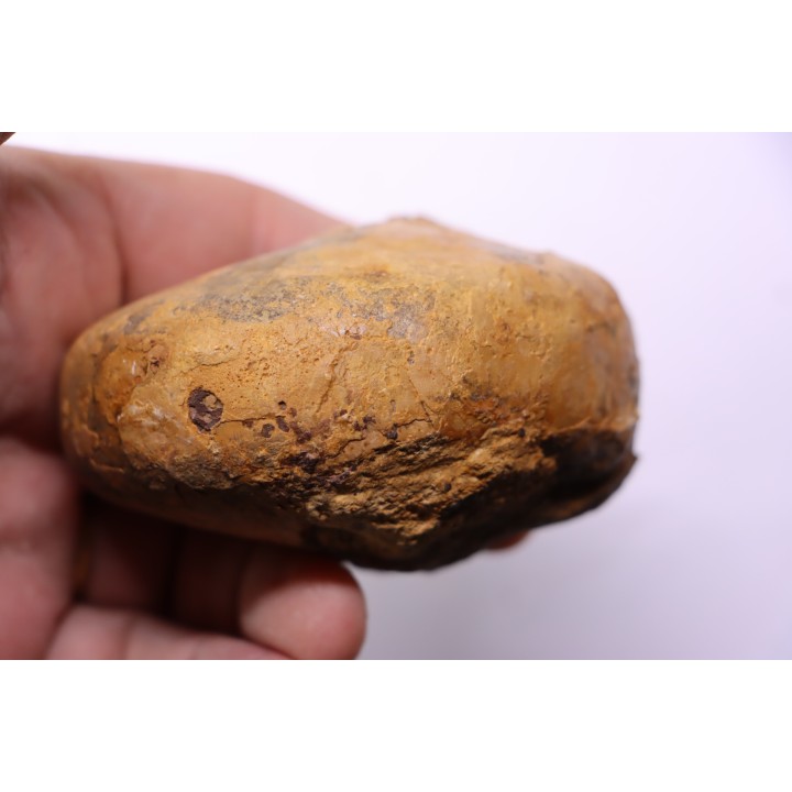 ANGLONAUTILUS sp.  Cenomanian  Atsimo- Andrefana, Madagascar