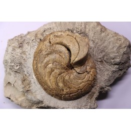 Hercoglossa cf. jacobi - Lutétien - Sahara Occidental