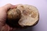 nautile: Cenoceras ciryi - toarcien - Saone et Loire– FRANCE