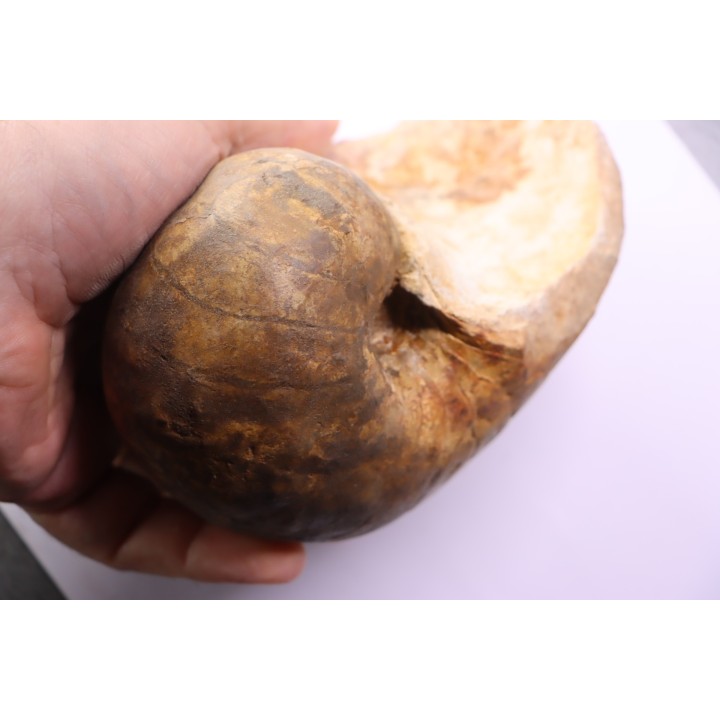 nautile: Cenoceras ciryi - toarcien - Saone et Loire– FRANCE