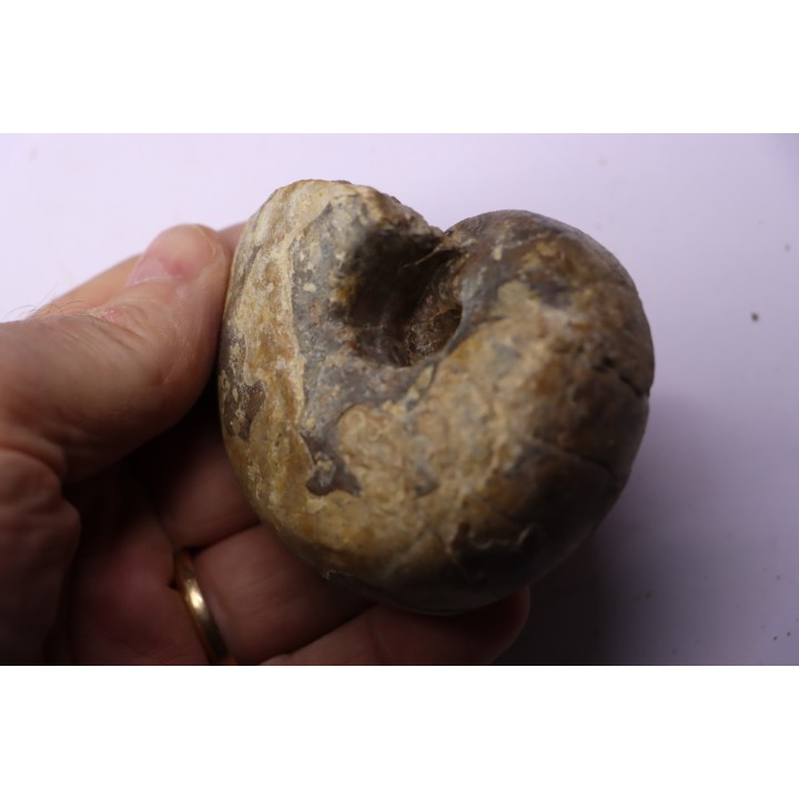 nautile: Cenoceras  striatum - carixien - Pont Saint Vincent, 54 – FRANCE