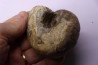 nautile: Cenoceras  striatum - carixien - Pont Saint Vincent, 54 – FRANCE