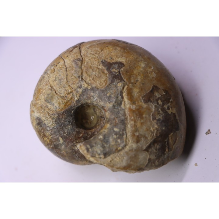 nautile: Cenoceras  striatum - carixien - Pont Saint Vincent, 54 – FRANCE