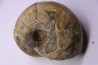 nautile: Cenoceras  striatum - carixien - Pont Saint Vincent, 54 – FRANCE