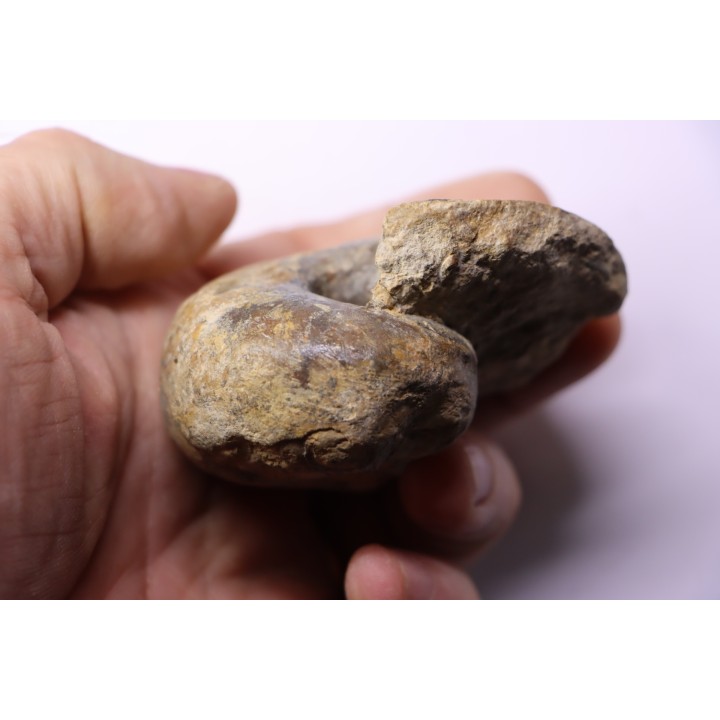 nautile: Cenoceras  striatum - carixien - Pont Saint Vincent, 54 – FRANCE