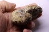 nautile: Cenoceras  striatum - carixien - Pont Saint Vincent, 54 – FRANCE