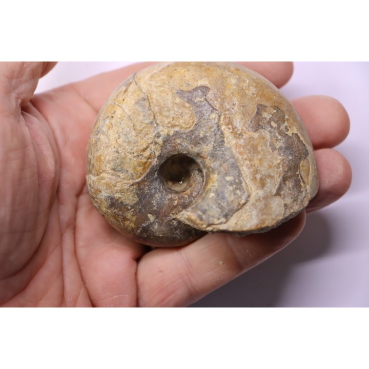 nautile: Cenoceras  striatum - carixien - Pont Saint Vincent, 54 – FRANCE