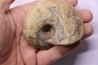 nautile: Cenoceras  striatum - carixien - Pont Saint Vincent, 54 – FRANCE