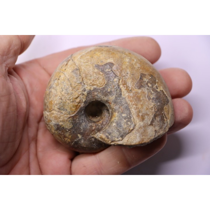nautile: Cenoceras  striatum - carixien - Pont Saint Vincent, 54 – FRANCE