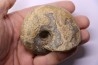 nautile: Cenoceras  striatum - carixien - Pont Saint Vincent, 54 – FRANCE