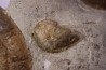 Hercoglossa cf. jacobi - Lutétien - Sahara Occidental