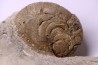 Hercoglossa cf. jacobi - Lutétien - Sahara Occidental