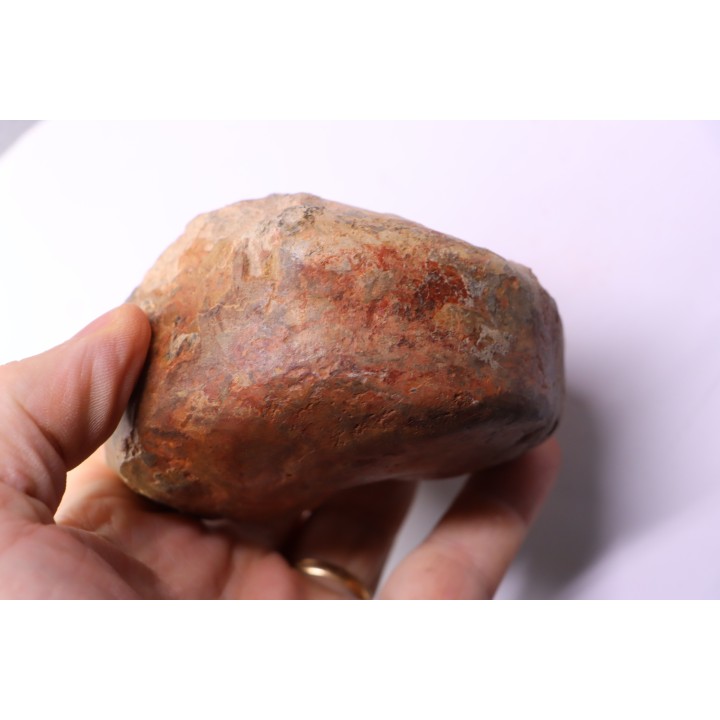nautile:  Cenoceras  lineolatum - aalenien - Belmont– FRANCE