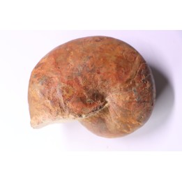 nautile:  Cenoceras  lineolatum - aalenien - Belmont– FRANCE