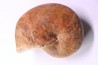 nautile: Cenoceras lineolatum - aalenien - Belmont– FRANCE