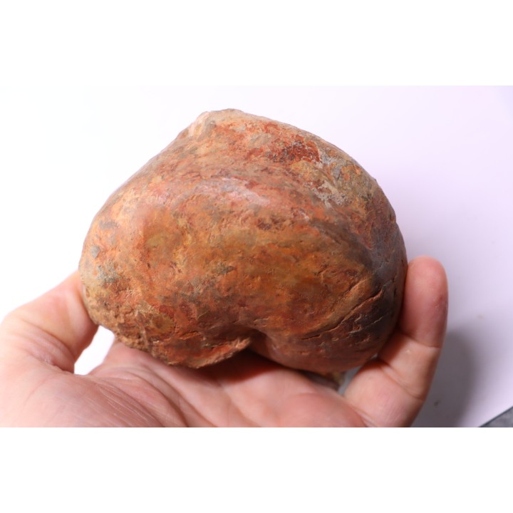 nautile:  Cenoceras  lineolatum - aalenien - Belmont– FRANCE