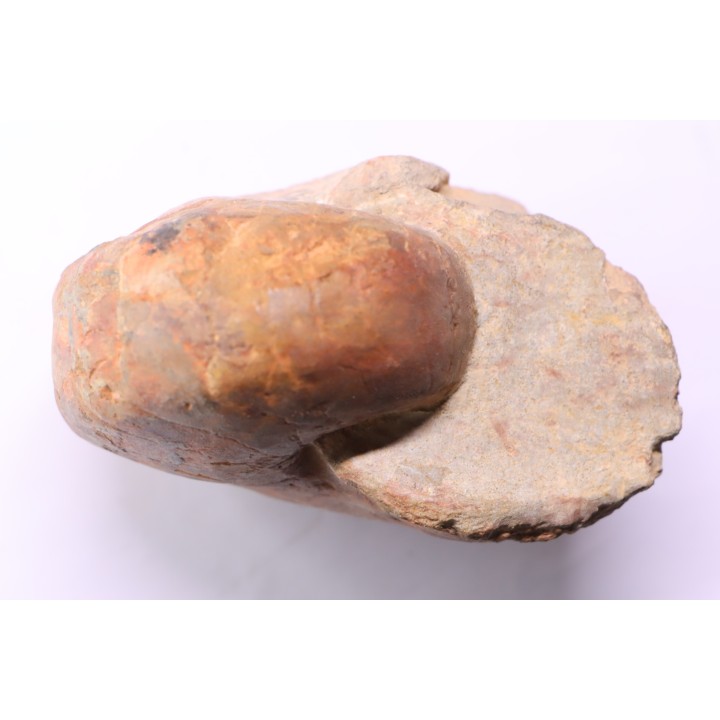 nautile:  Cenoceras  lineolatum - aalenien - Belmont– FRANCE