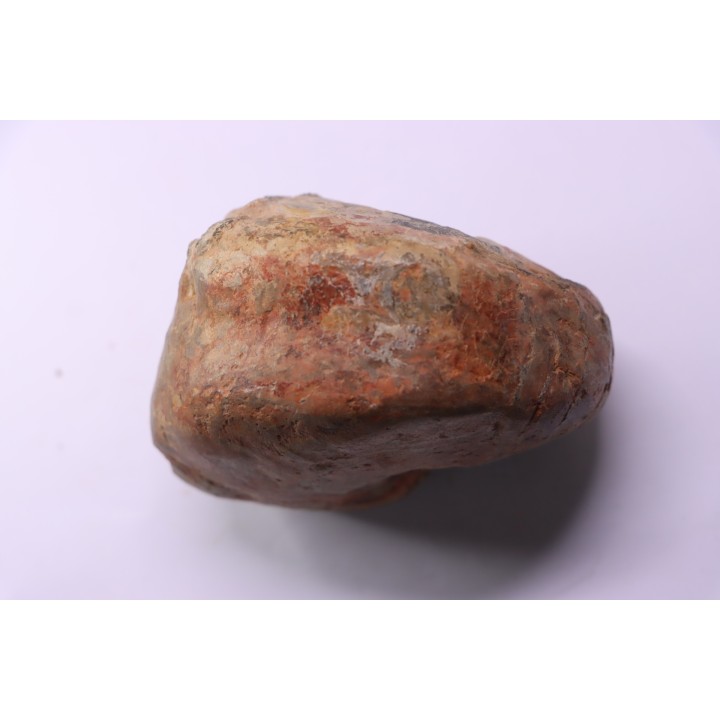 nautile:  Cenoceras  lineolatum - aalenien - Belmont– FRANCE