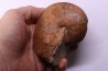 nautile: Cenoceras lineolatum - aalenien - Belmont– FRANCE