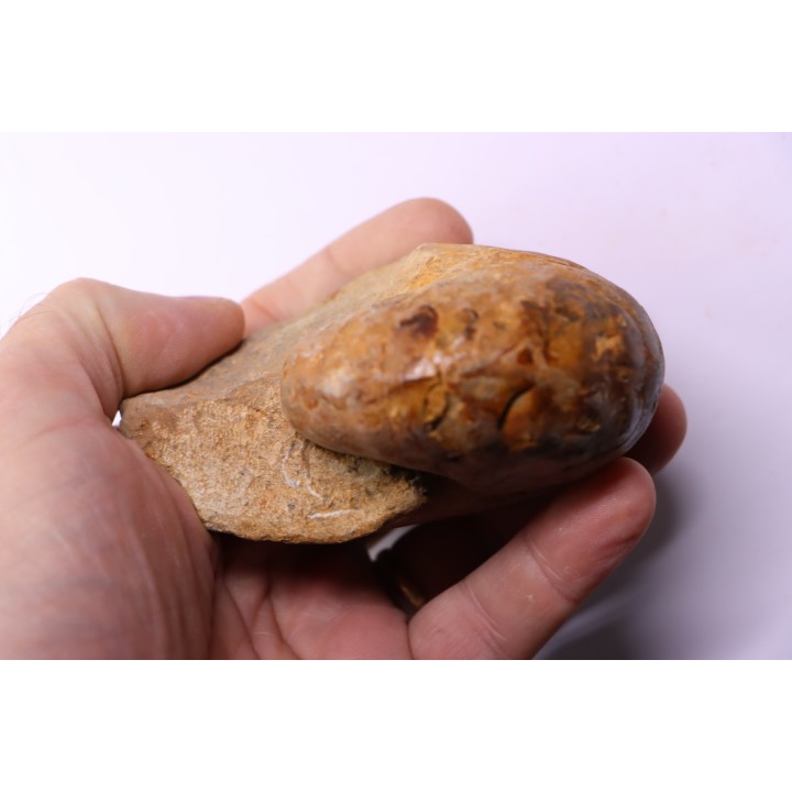 ANGLONAUTILUS sp.  Cenomanian  Atsimo- Andrefana, Madagascar