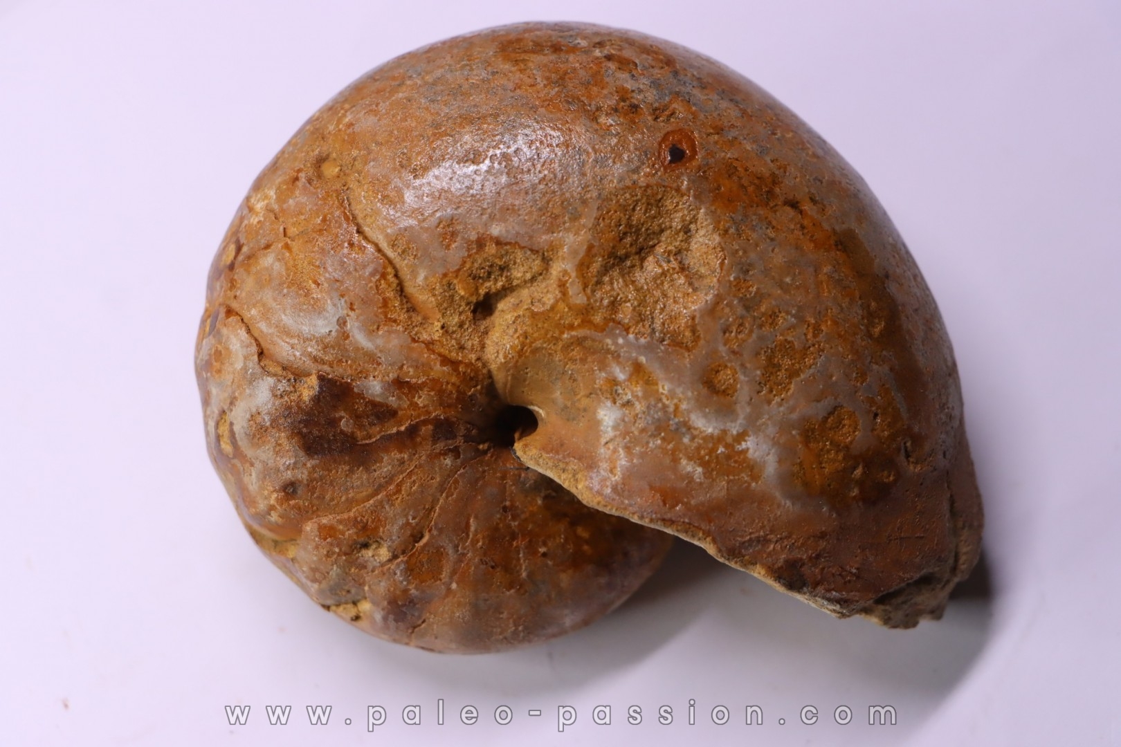 ANGLONAUTILUS sp. Cenomanian Atsimo- Andrefana, Madagascar