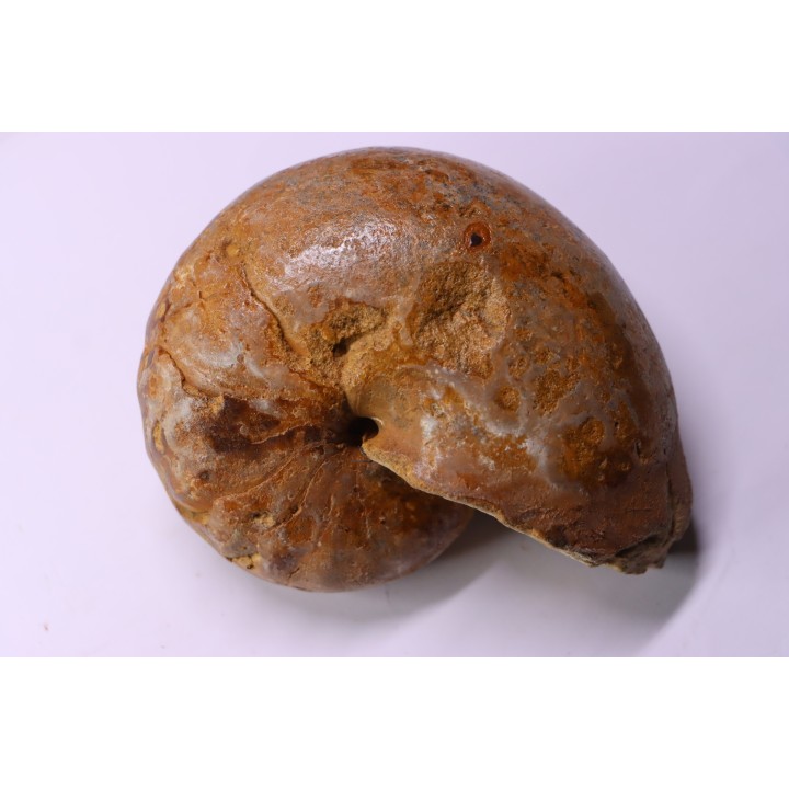 ANGLONAUTILUS sp.  Cenomanien  Atsimo- Andrefana, Madagascar
