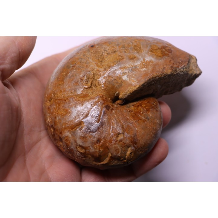 ANGLONAUTILUS sp.  Cenomanian  Atsimo- Andrefana, Madagascar