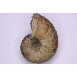 nautile:  Cenoceras  striatum - sinémurien supérieur (lotharingien) - Pont Saint Vincent, 54 – FRANCE