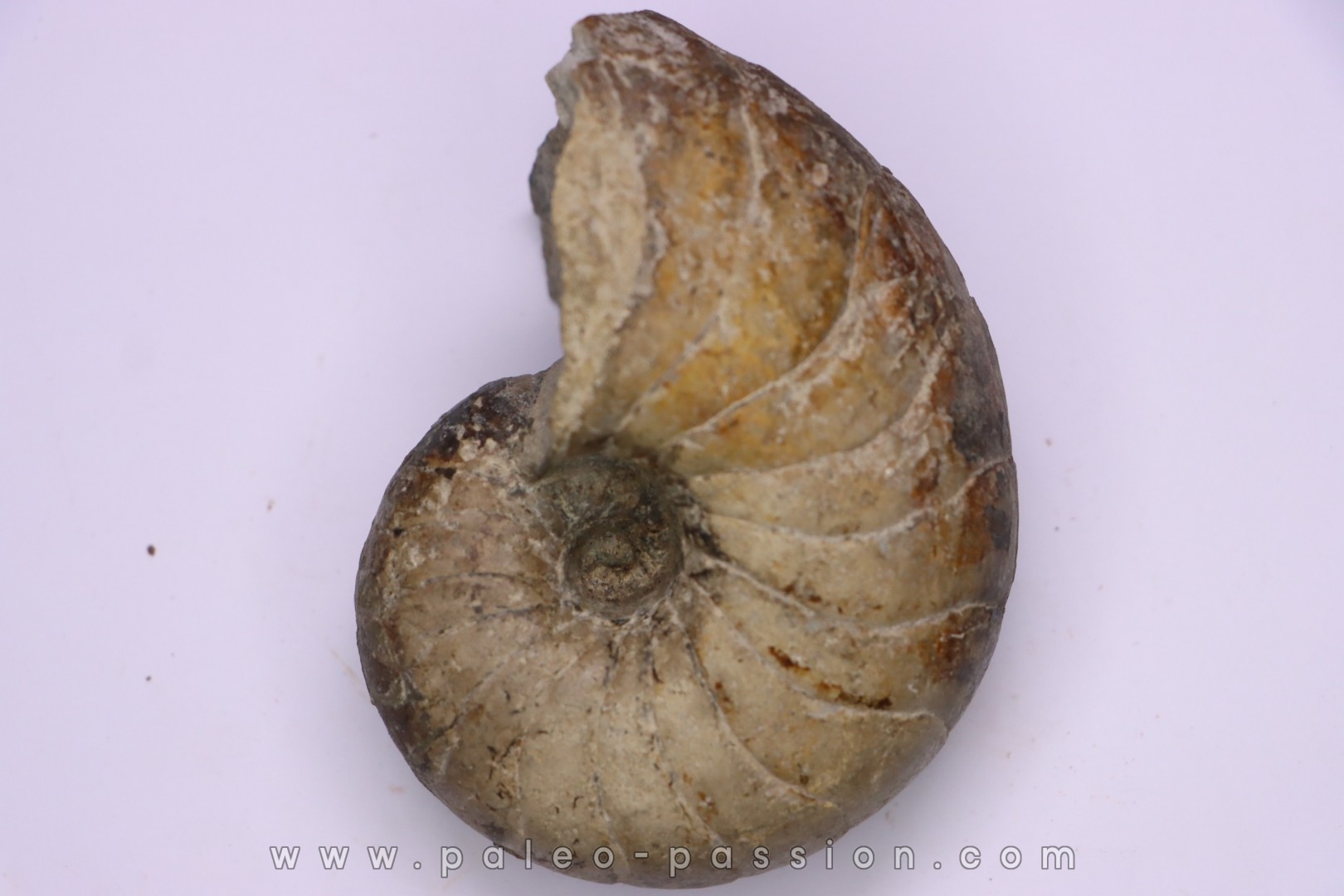 nautile: Cenoceras striatum - sinémurien supérieur (lotharingien) - Pont Saint Vincent, 54 – FRANCE