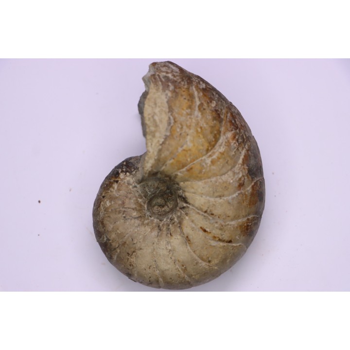 nautile:  Cenoceras  striatum - sinémurien supérieur (lotharingien) - Pont Saint Vincent, 54 – FRANCE
