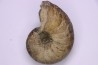 nautile: Cenoceras striatum - sinémurien supérieur (lotharingien) - Pont Saint Vincent, 54 – FRANCE