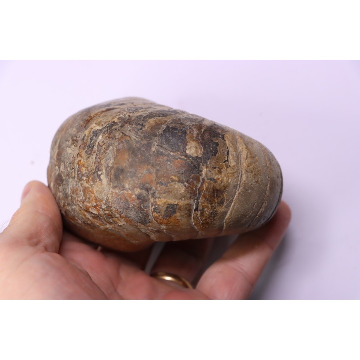 nautile:  Cenoceras  striatum - sinémurien supérieur (lotharingien) - Pont Saint Vincent, 54 – FRANCE