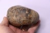 nautile: Cenoceras striatum - sinémurien supérieur (lotharingien) - Pont Saint Vincent, 54 – FRANCE