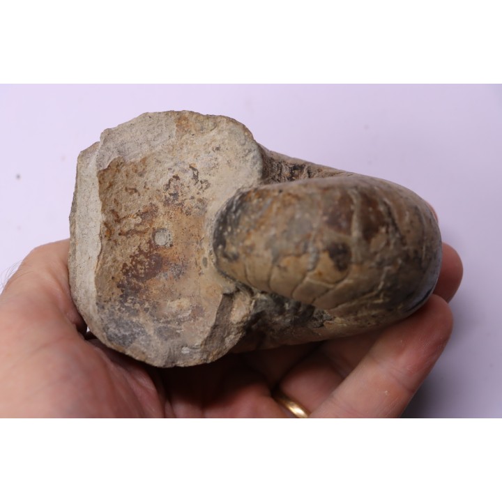 nautile:  Cenoceras  striatum - sinémurien supérieur (lotharingien) - Pont Saint Vincent, 54 – FRANCE