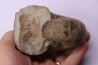 nautile: Cenoceras striatum - sinémurien supérieur (lotharingien) - Pont Saint Vincent, 54 – FRANCE