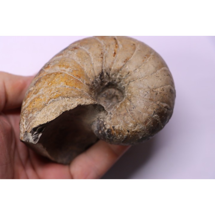 nautile:  Cenoceras  striatum - sinémurien supérieur (lotharingien) - Pont Saint Vincent, 54 – FRANCE
