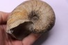 nautile: Cenoceras striatum - sinémurien supérieur (lotharingien) - Pont Saint Vincent, 54 – FRANCE