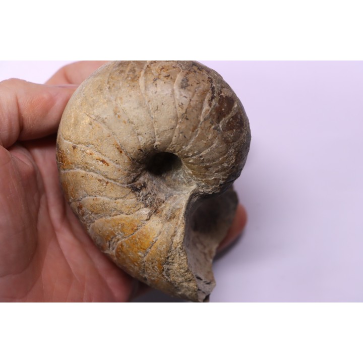 nautile:  Cenoceras  striatum - sinémurien supérieur (lotharingien) - Pont Saint Vincent, 54 – FRANCE