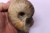 nautile: Cenoceras striatum - sinémurien supérieur (lotharingien) - Pont Saint Vincent, 54 – FRANCE