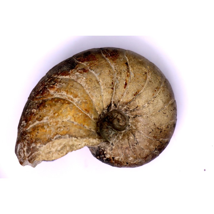 nautile:  Cenoceras  striatum - sinémurien supérieur (lotharingien) - Pont Saint Vincent, 54 – FRANCE