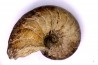 nautile: Cenoceras striatum - sinémurien supérieur (lotharingien) - Pont Saint Vincent, 54 – FRANCE