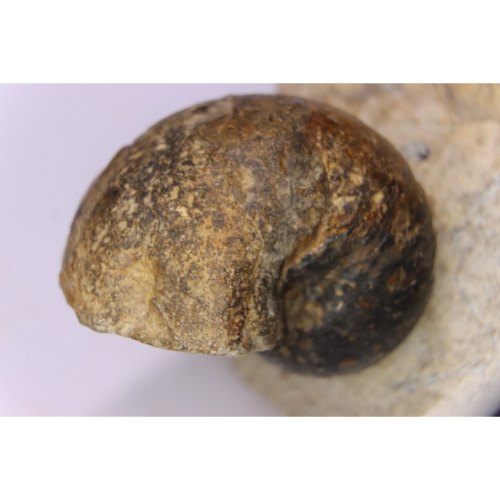 nautile:  cenoceras sp. - Bathonien - Saint Benin d'Azy (58) FRANCE