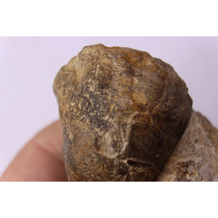 nautile:  cenoceras sp. - Bathonien - Saint Benin d'Azy (58) FRANCE