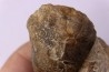 nautile:  cenoceras sp. - Bathonien - Saint Benin d'Azy (58) FRANCE