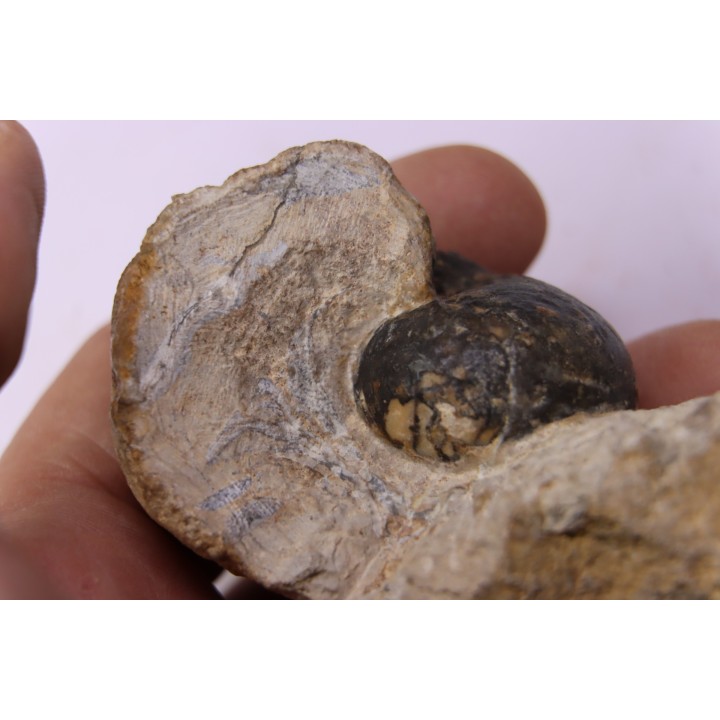 nautile:  cenoceras sp. - Bathonien - Saint Benin d'Azy (58) FRANCE